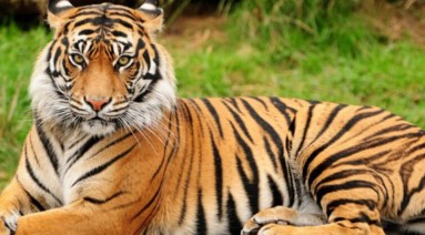 Royal Bengal Tiger