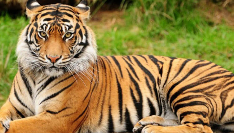 Bengal Tiger Facts  India Wildlife Guide