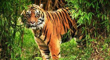 Sundarban Forest