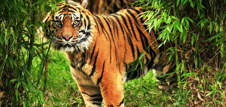 Sundarban Forest