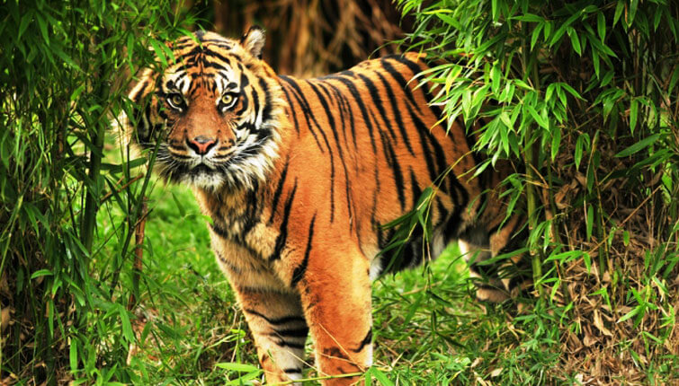 Sundarban Forest