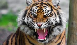 Tiger Roar