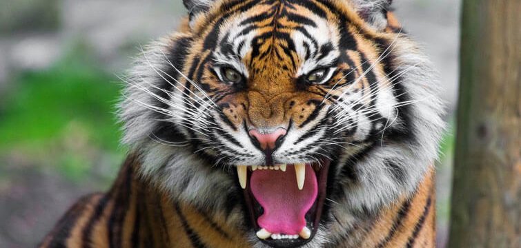 Tiger Roar