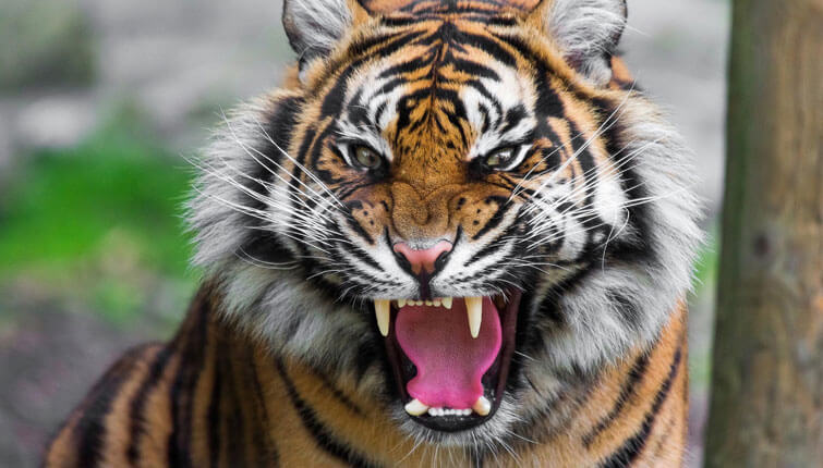 12 Facts You Must Know About The Royal Bengal Tiger