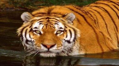 Sunderban National Park Tiger West Bengal