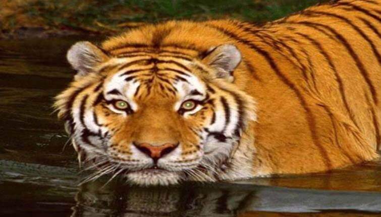 Sunderban National Park Tiger West Bengal