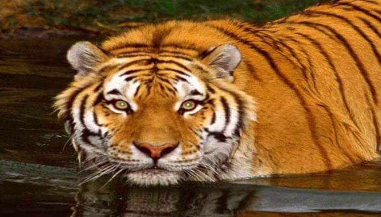 29 Interesting Facts About The Bengal Tiger - OhFact!