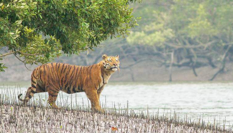 Sunderban National Park Tiger