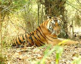 tiger at bandhavgarh