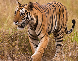 tiger at kanha