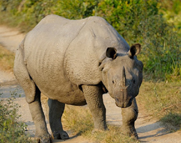 rhino at kaziranga