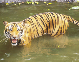 bengal tiger at lake