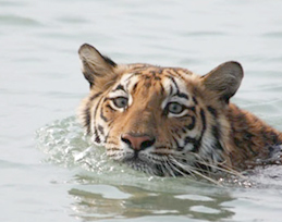 Sunderban Tiger