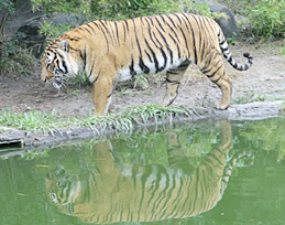 Bengal tiger at lake