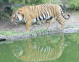 Royal Bengal tiger