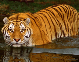 bengal tiger at lake