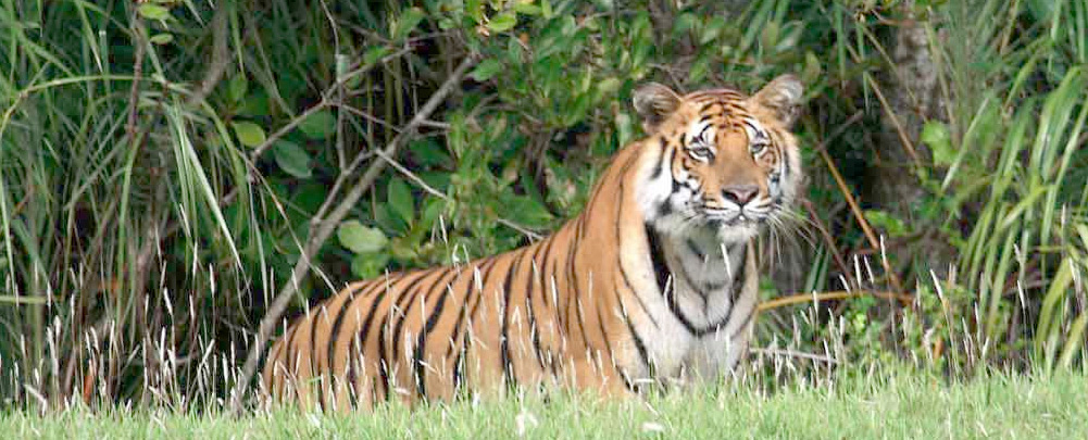 Tiger at Sunderban