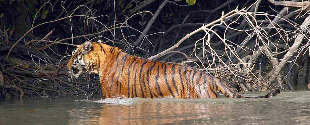 Tiger at Sunderban