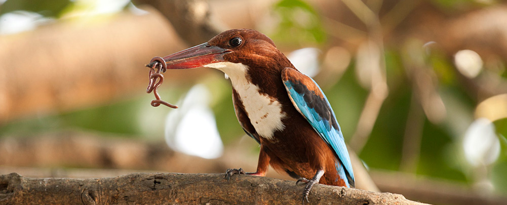 Birding at Sunderban