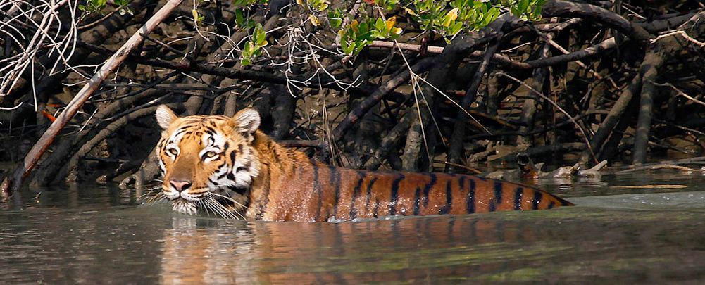 Tiger at Sunderban