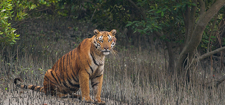 Indian Bengal Tiger