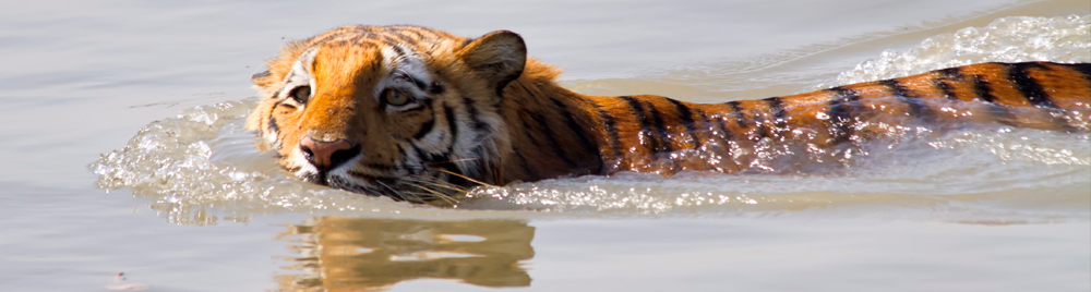 tiger in lake