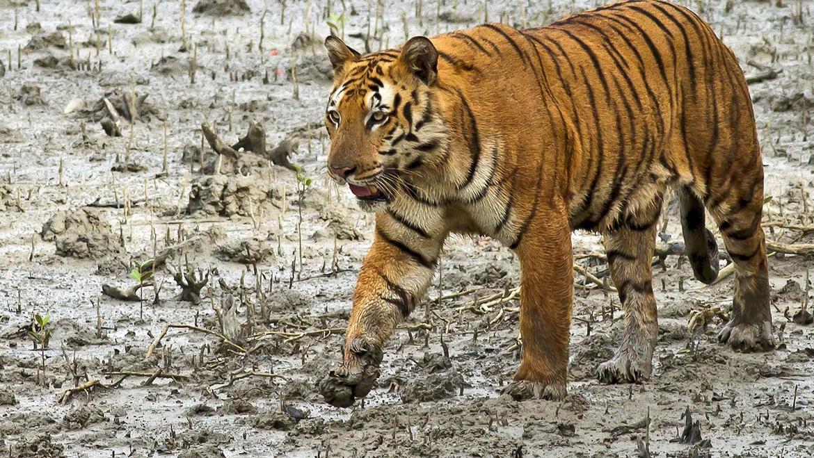 Sunderban Royal Bengal Tiger Tour with Kanha & Bandhavgarh National Park