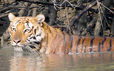 Royal Bengal Tiger