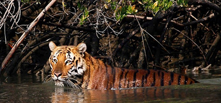 royal bengal tiger