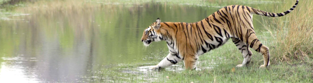 tiger at lake