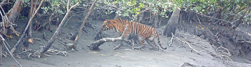 Sunderban Tiger