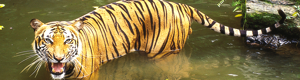 Bengal Tiger at Lake