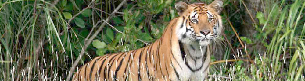 Tiger at Sunderban