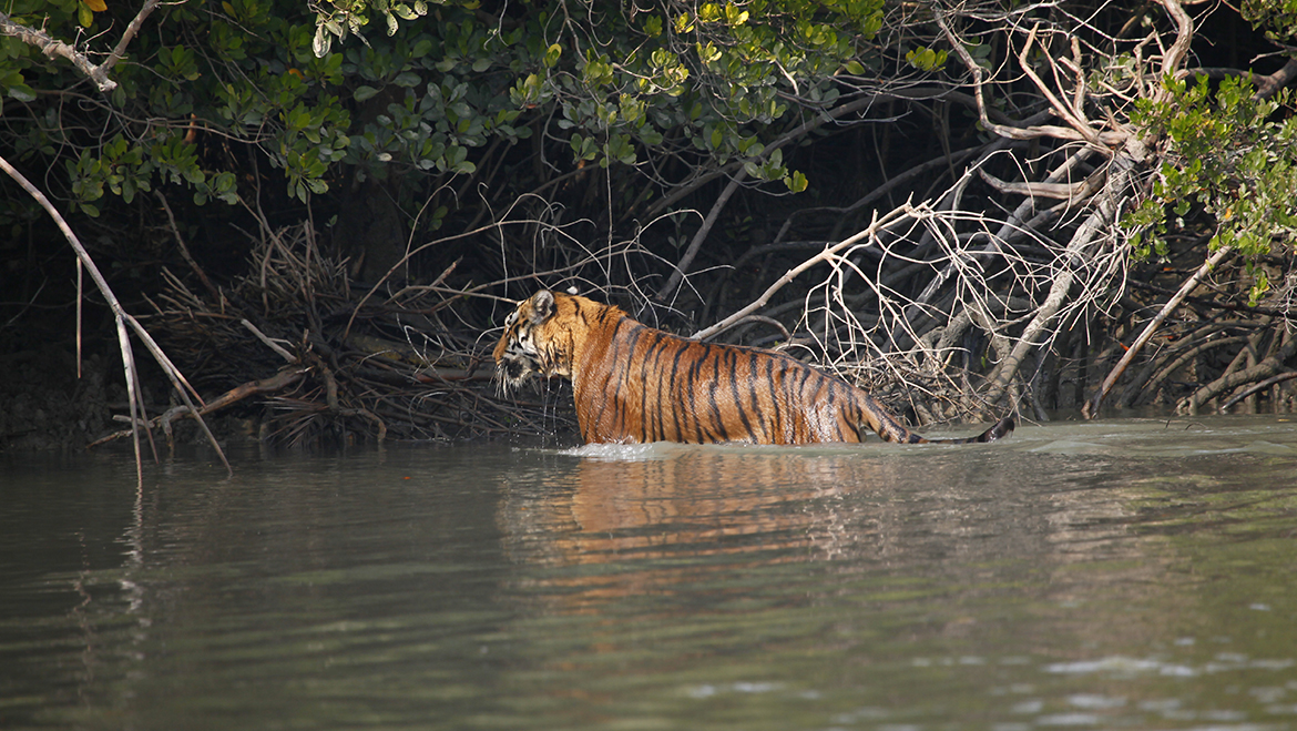 Sunderban National Park & Tiger Reserve India | Tourism Guide
