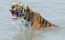 sundarban tourist places