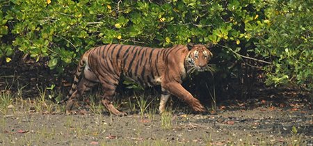 Bengal Tiger Tour