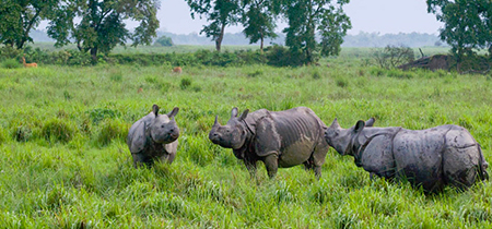 Indian Rhino