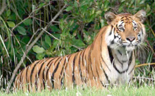 Indian Bengal Tiger